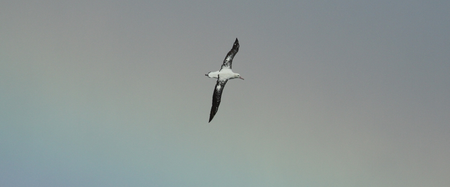 Antarctica - Poolcirkel - Walvissen spotten